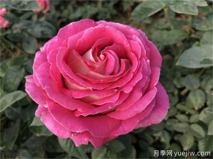 描寫月季花的好句好段，作文用得上(圖1)