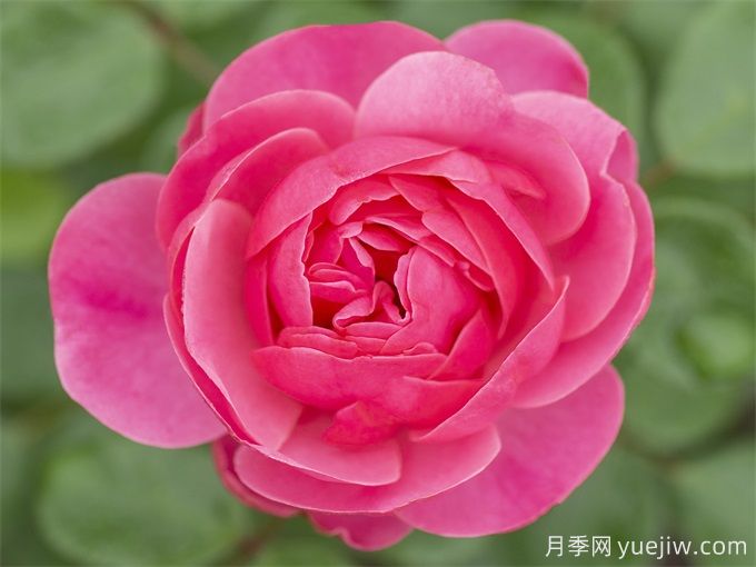 粉色達(dá)芬奇月季，粉嫩少女心的灌木月季(圖3)