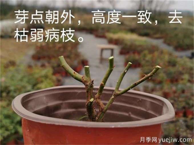 月季的冬季如何管理？怎樣使盆栽月季花開不斷？(圖2)