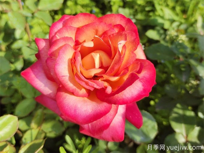 88個花卉基本知識點，必須收藏(圖1)