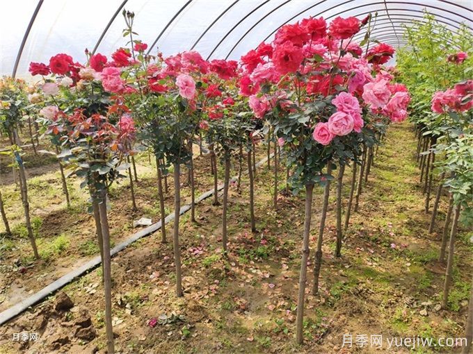 88個花卉基本知識點，必須收藏(圖3)