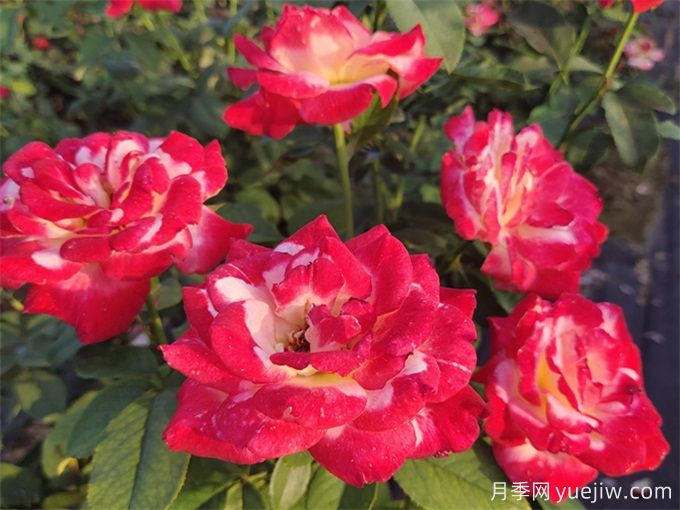 紅雙喜月季，香氣迷人的大花花園月季(圖2)