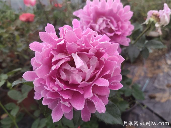 夢幻褶邊月季，獨特花型，香氣四溢(圖1)