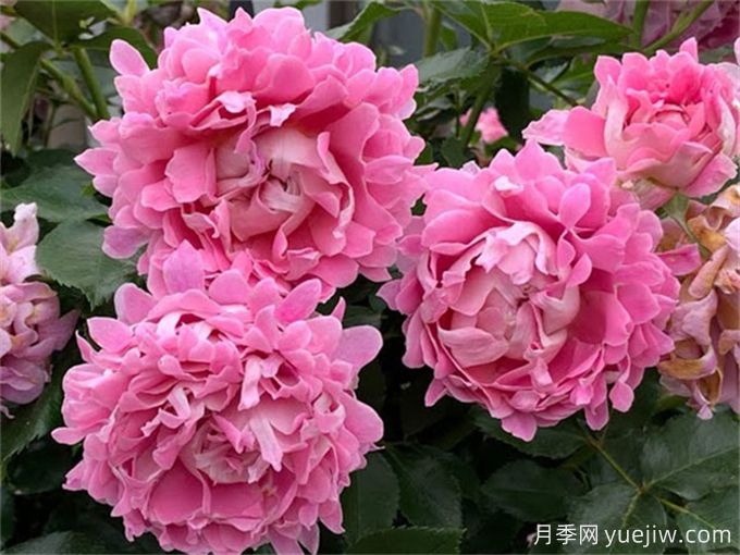 夢幻褶邊月季，花量大會變色的藤本月季品種(圖2)