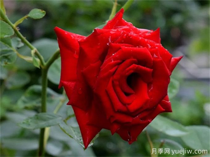 花店必備80種玫瑰花，開始認(rèn)識多色切花月季(圖2)
