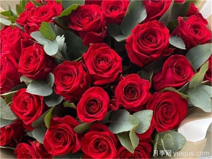 花店必備80種玫瑰花，開始認(rèn)識多色切花月季(圖3)