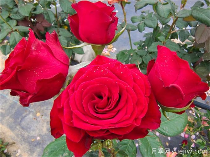 花店必備80種玫瑰花，開始認(rèn)識多色切花月季(圖4)