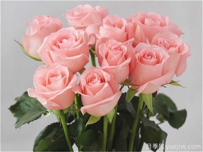 花店必備80種玫瑰花，開始認(rèn)識多色切花月季(圖5)