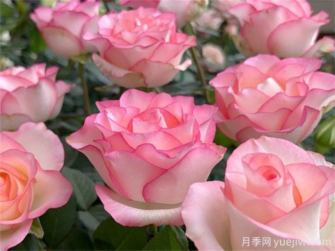 花店必備80種玫瑰花，開始認(rèn)識多色切花月季(圖6)