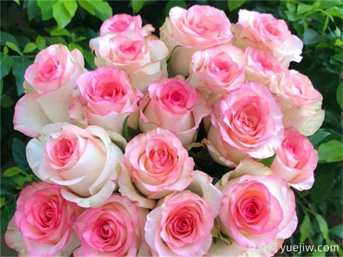 花店必備80種玫瑰花，開始認(rèn)識多色切花月季(圖7)