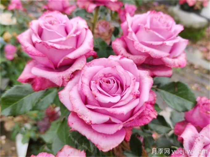 花店必備80種玫瑰花，開始認(rèn)識多色切花月季(圖8)