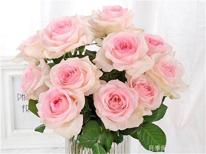 花店必備80種玫瑰花，開始認(rèn)識多色切花月季(圖10)