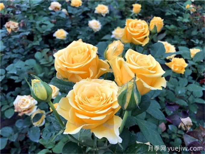 花店必備80種玫瑰花，開始認(rèn)識多色切花月季(圖12)