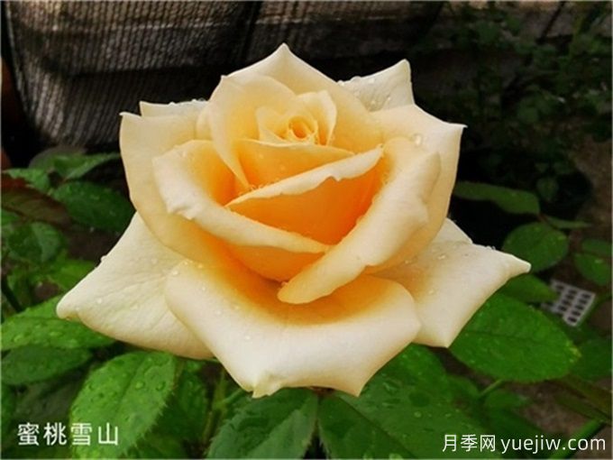 花店必備80種玫瑰花，開始認(rèn)識多色切花月季(圖13)