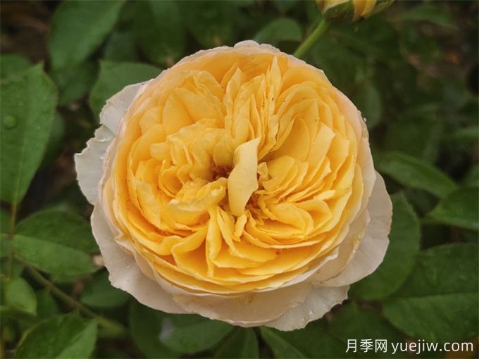 花店必備80種玫瑰花，開始認(rèn)識多色切花月季(圖14)