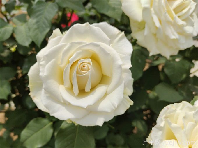 花店必備80種玫瑰花，開始認(rèn)識多色切花月季(圖19)