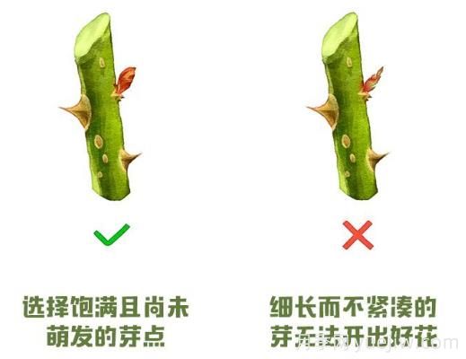 月季冬剪？修剪時(shí)間和重剪辦法(圖2)
