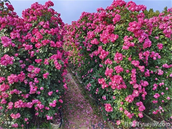 爬藤月季種植指南，讓你的花園美到爆(圖1)