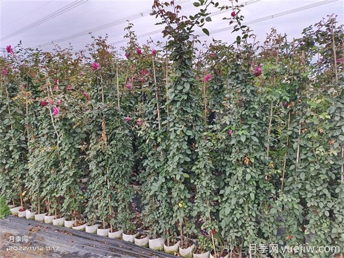 爬藤月季種植指南，讓你的花園美到爆(圖2)