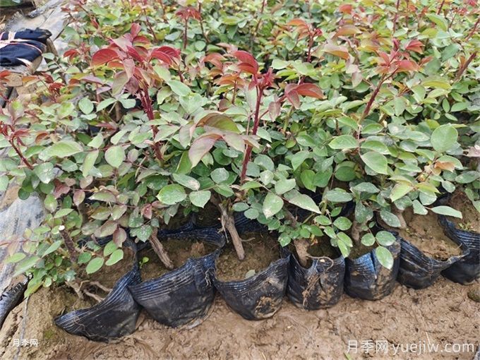 怎么正確給月季花澆水？月季澆水要避免四種情況(圖2)