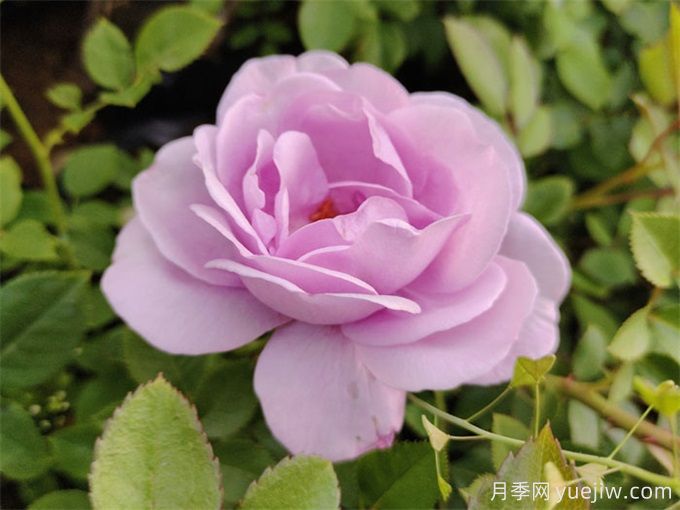 月季花也有缺點，避開這5個品種(圖3)