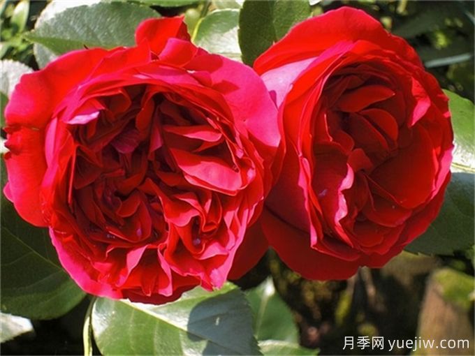 月季花也有缺點，避開這5個品種(圖2)