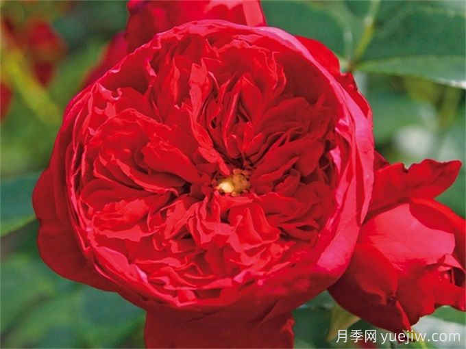 弗洛倫蒂娜月季，濃郁正紅、花量大抗性強(圖2)