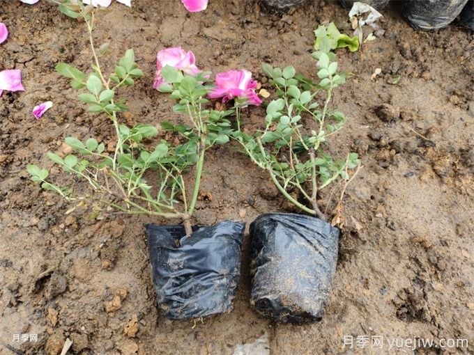 月季苗種下去不發(fā)芽又沒死，是什么原因？(圖2)