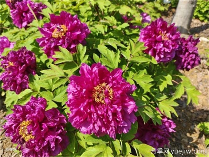 200種園林植物識(shí)別、應(yīng)用與養(yǎng)護(hù)(圖4)