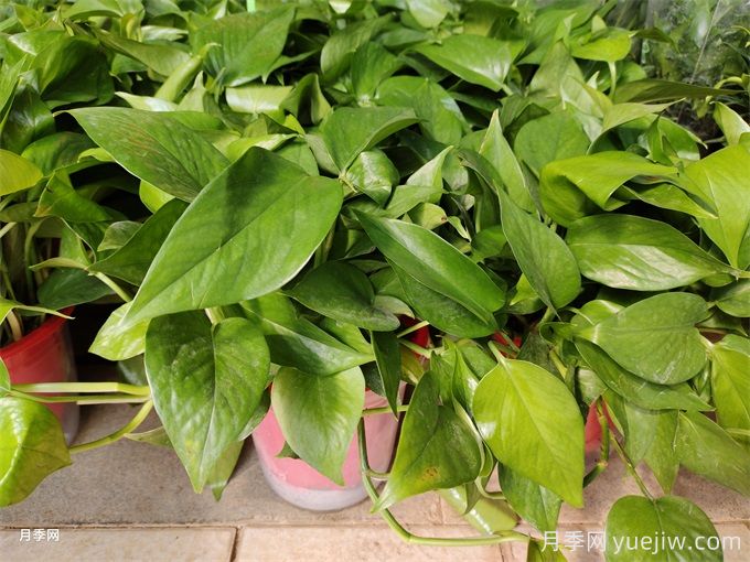 200種園林植物識(shí)別、應(yīng)用與養(yǎng)護(hù)(圖5)