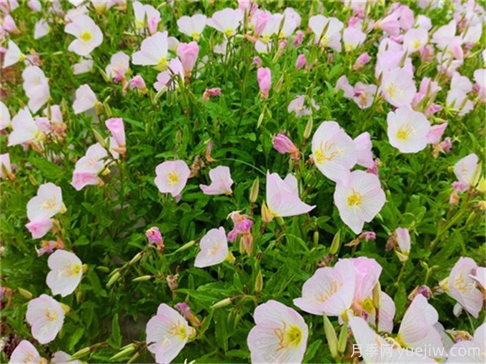 200種園林植物識(shí)別、應(yīng)用與養(yǎng)護(hù)(圖6)