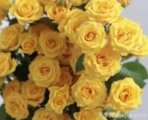 夢幻芭比月季，夢幻般明亮的黃色芭比(圖1)