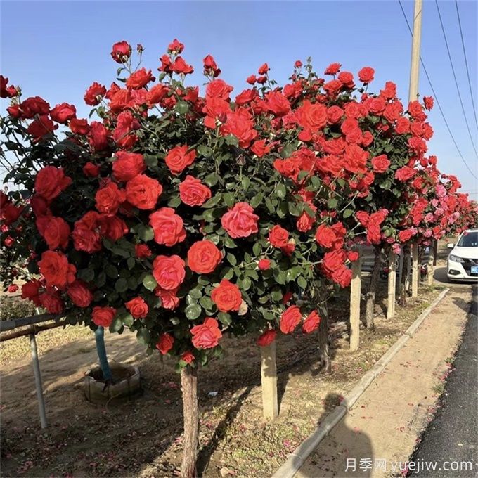不論有沒(méi)有院子，都要養(yǎng)一棵樹狀月季(圖1)