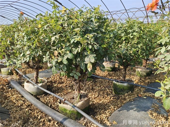 園藝新品，多色歐月薔薇桿樹狀月季(圖6)