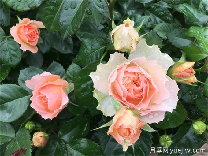 不帶香味的星王微月月季，喜歡清淡的花友必看(圖2)