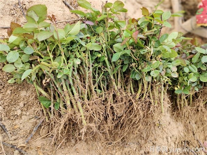 月季花種子怎么種？月季種植方法和時(shí)間(圖2)
