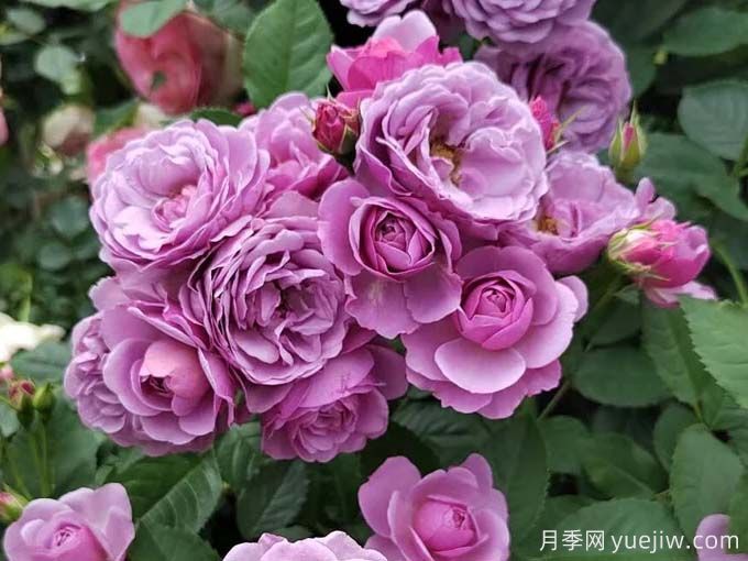 推薦15款經(jīng)典灌木月季品種，好看好養(yǎng)，有藤本和微月(圖6)
