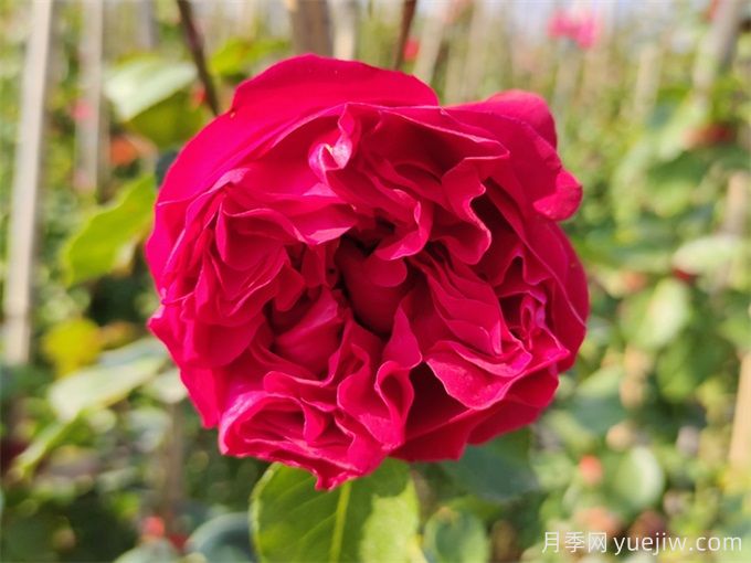 5個藤本月季，讓你得到一個花開不斷的夏天(圖2)