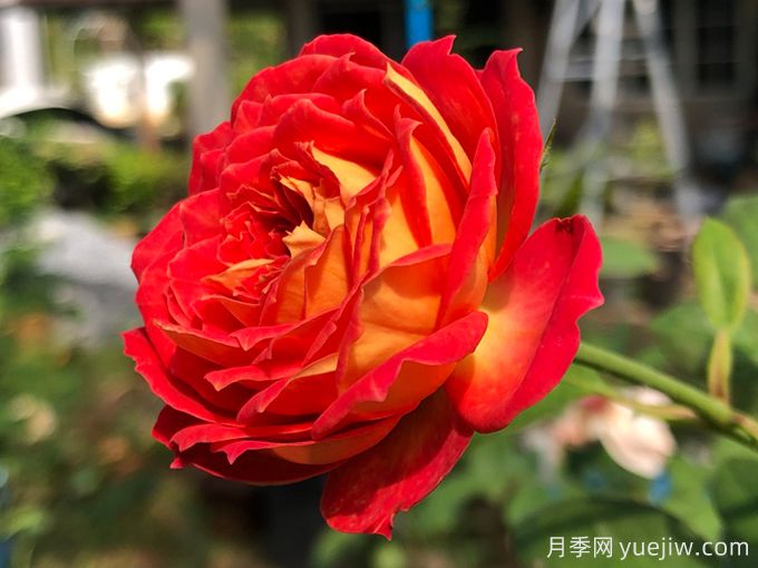 5個藤本月季，讓你得到一個花開不斷的夏天(圖1)