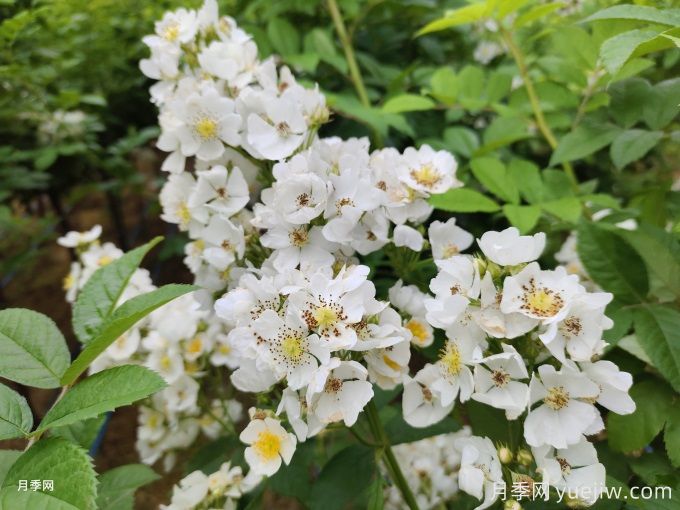 薔薇的繁殖方法有哪些？薔薇花的養(yǎng)護方法(圖2)
