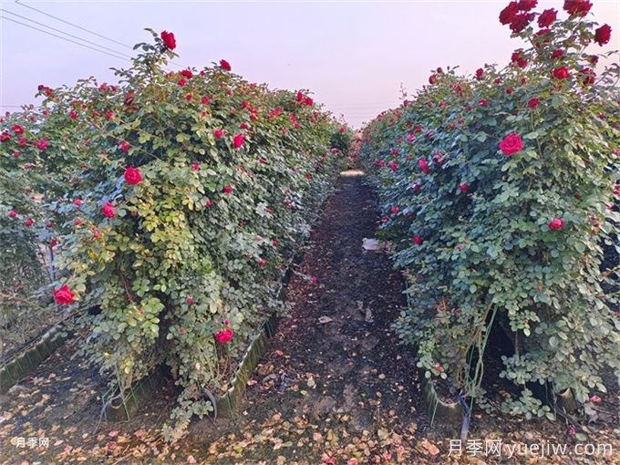 紅色龍沙寶石，花期長，耐熱又抗病(圖2)