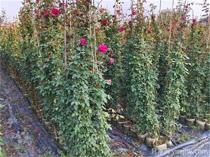 綠籬模紋造型植物、草坪修剪技術(shù)及冬剪知識(shí)要點(diǎn)(圖1)