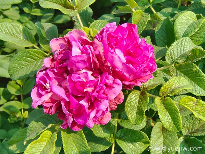一號玫瑰豐花玫瑰二年裸根苗基地供應(圖1)