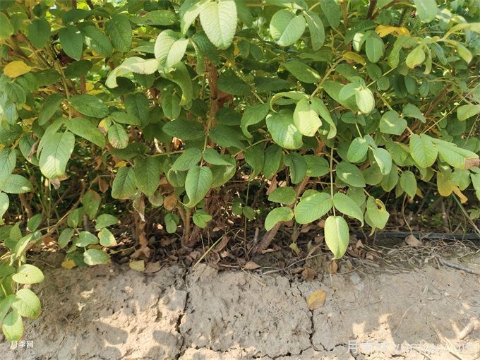 一號玫瑰豐花玫瑰二年裸根苗基地供應(圖3)