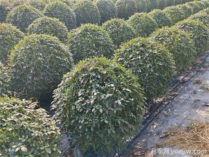 1米造型月季花球精品苗價(jià)格(圖2)