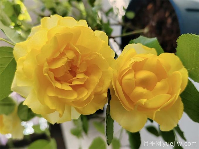 推薦7個(gè)花期超長(zhǎng)的月季品種，而且勤花多頭(圖1)