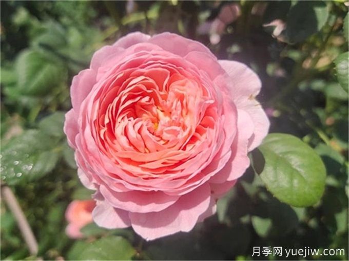花期超長(zhǎng)的3個(gè)月季花，你一定會(huì)愛(ài)上它們(圖1)