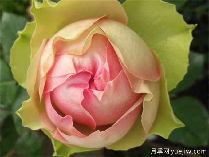 4種花期超長的月季花，養(yǎng)一盆長期有花賞(圖2)