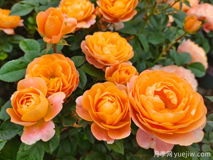 4種花期超長的月季花，養(yǎng)一盆長期有花賞(圖3)