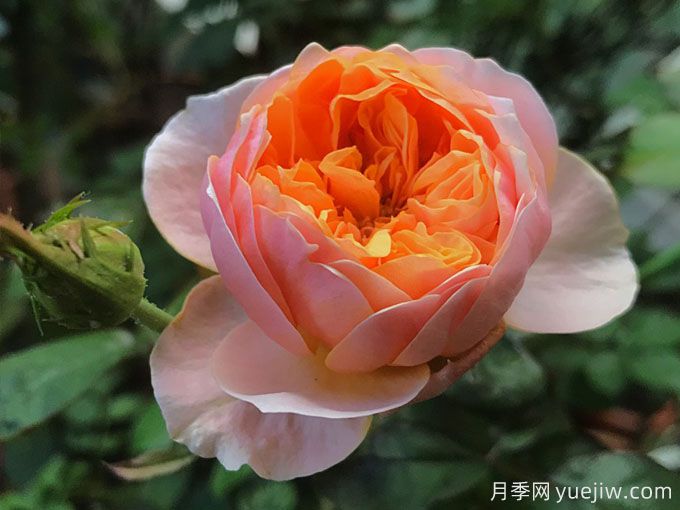 4種花期超長的月季花，養(yǎng)一盆長期有花賞(圖1)